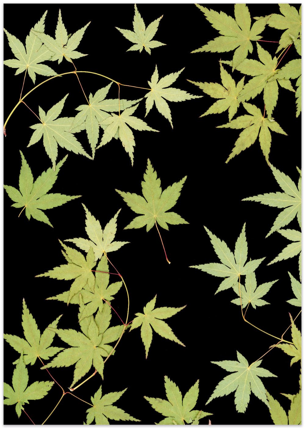 "Kitsune" Open Edition Print - Oldleafdesigns