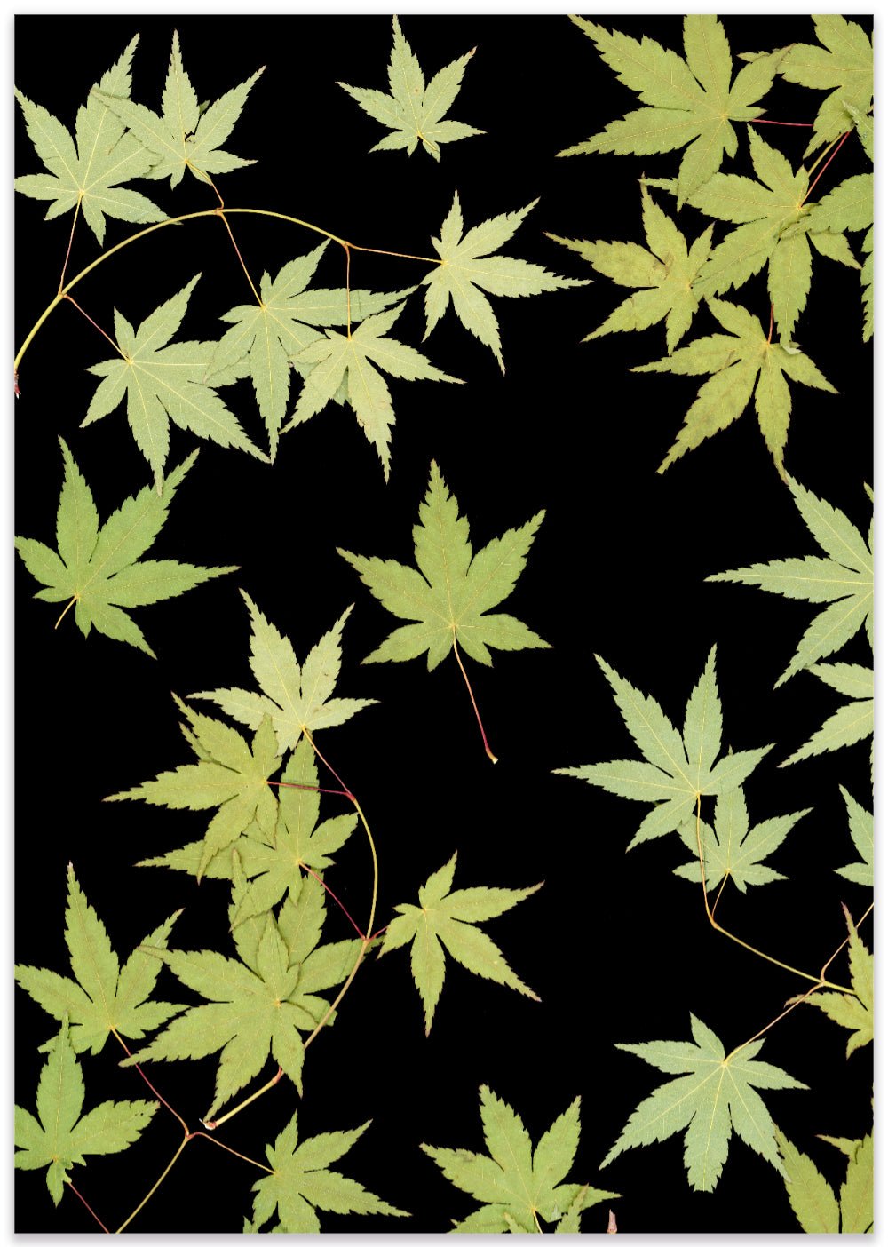 "Kitsune" Open Edition Print - Oldleafdesigns