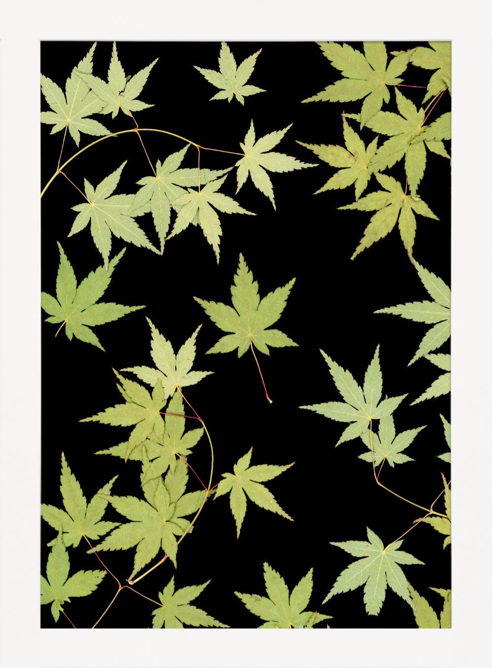 "Kitsune" Fine Art Print - Oldleafdesigns