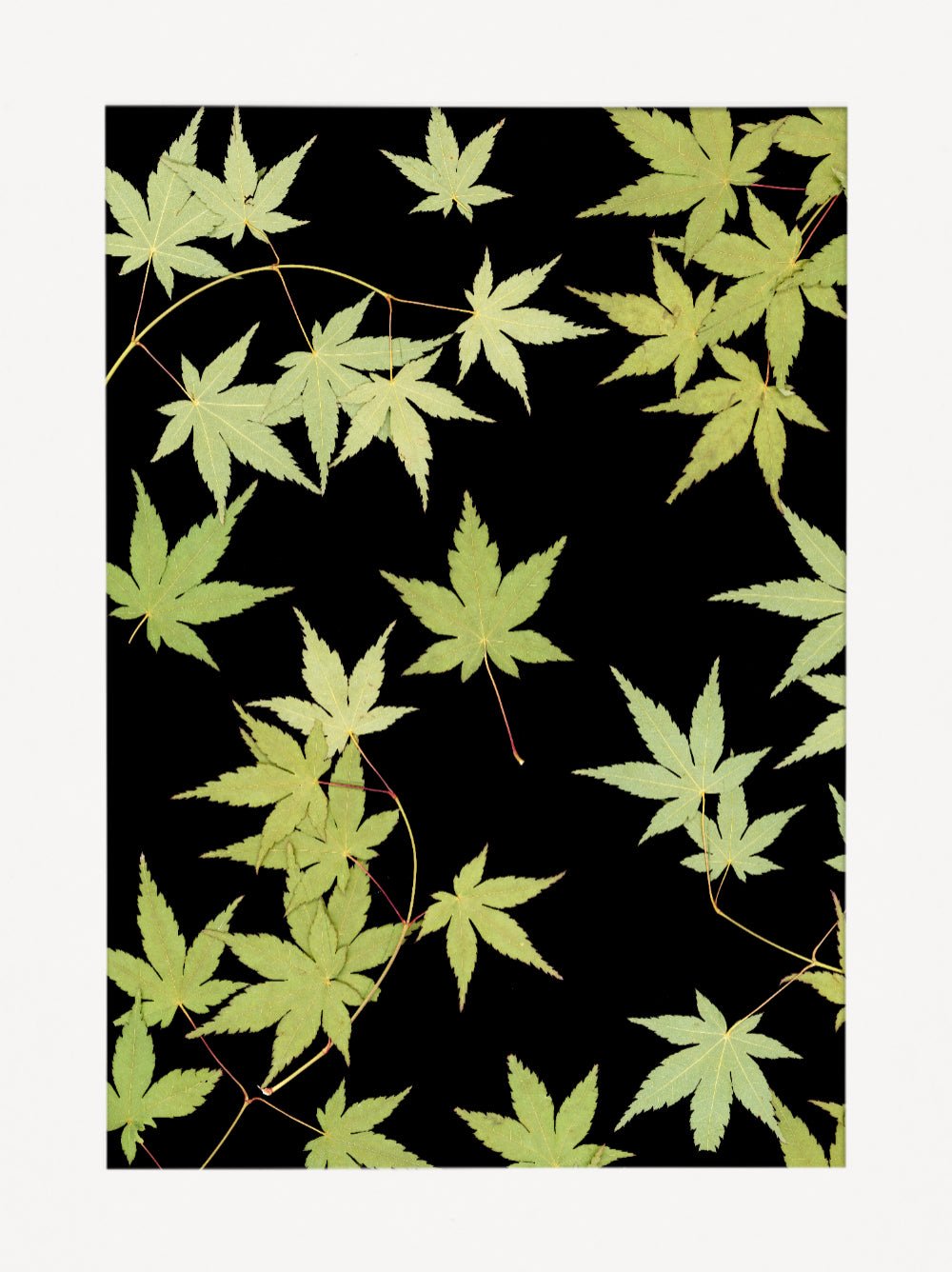 "Kitsune" Fine Art Print - Oldleafdesigns