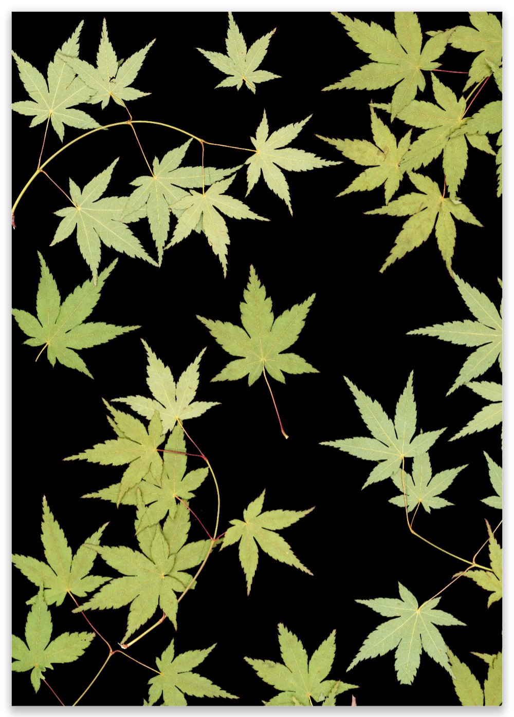 "Kitsune" Open Edition Print - Oldleafdesigns