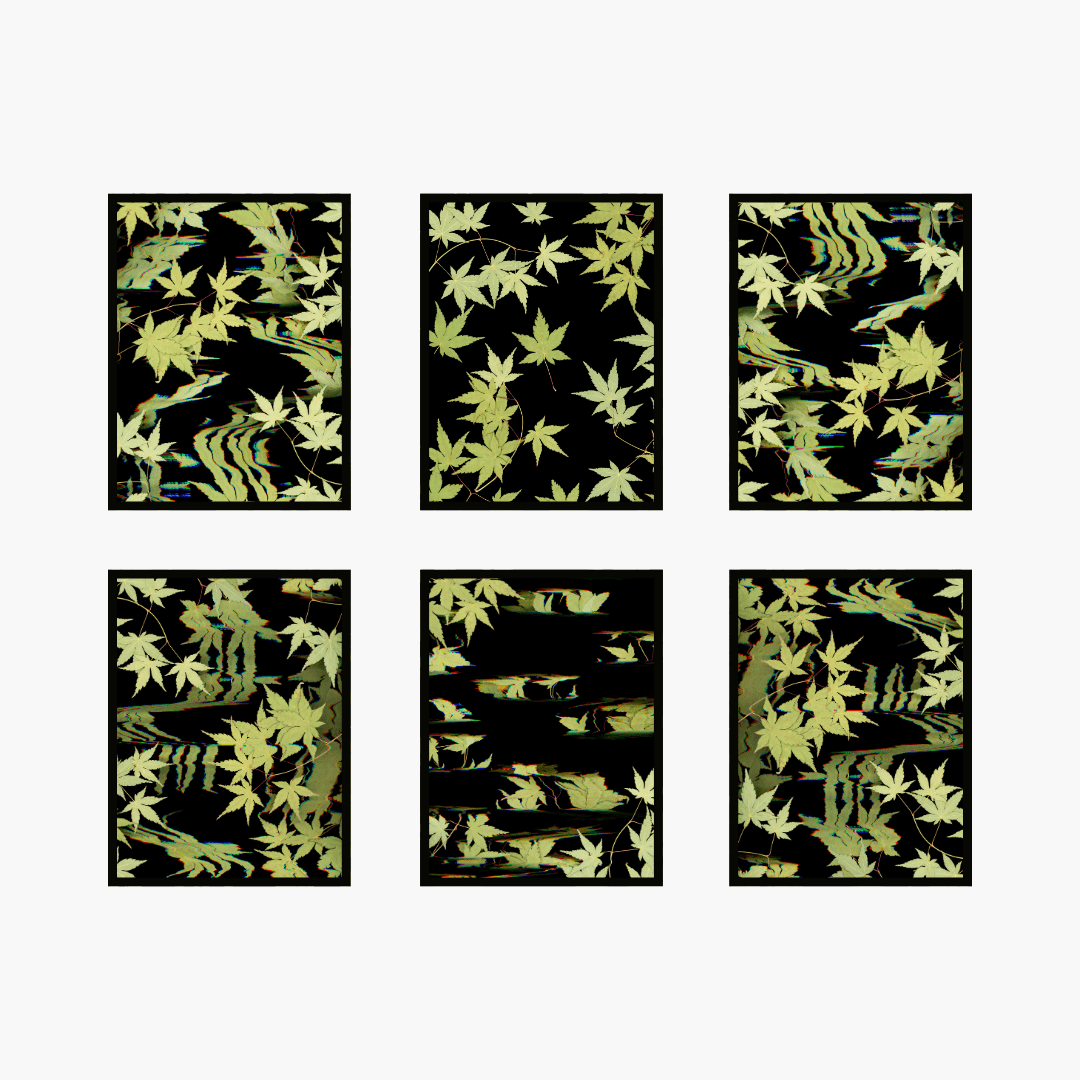 "It's just maple: The collectors six" Limited edition - Oldleafdesigns