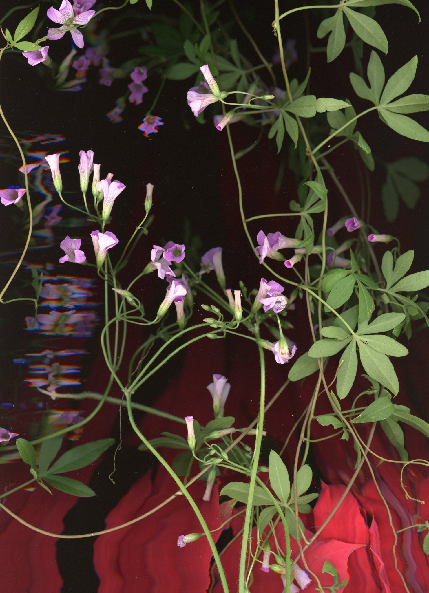 Creeping vines - Oldleafdesigns