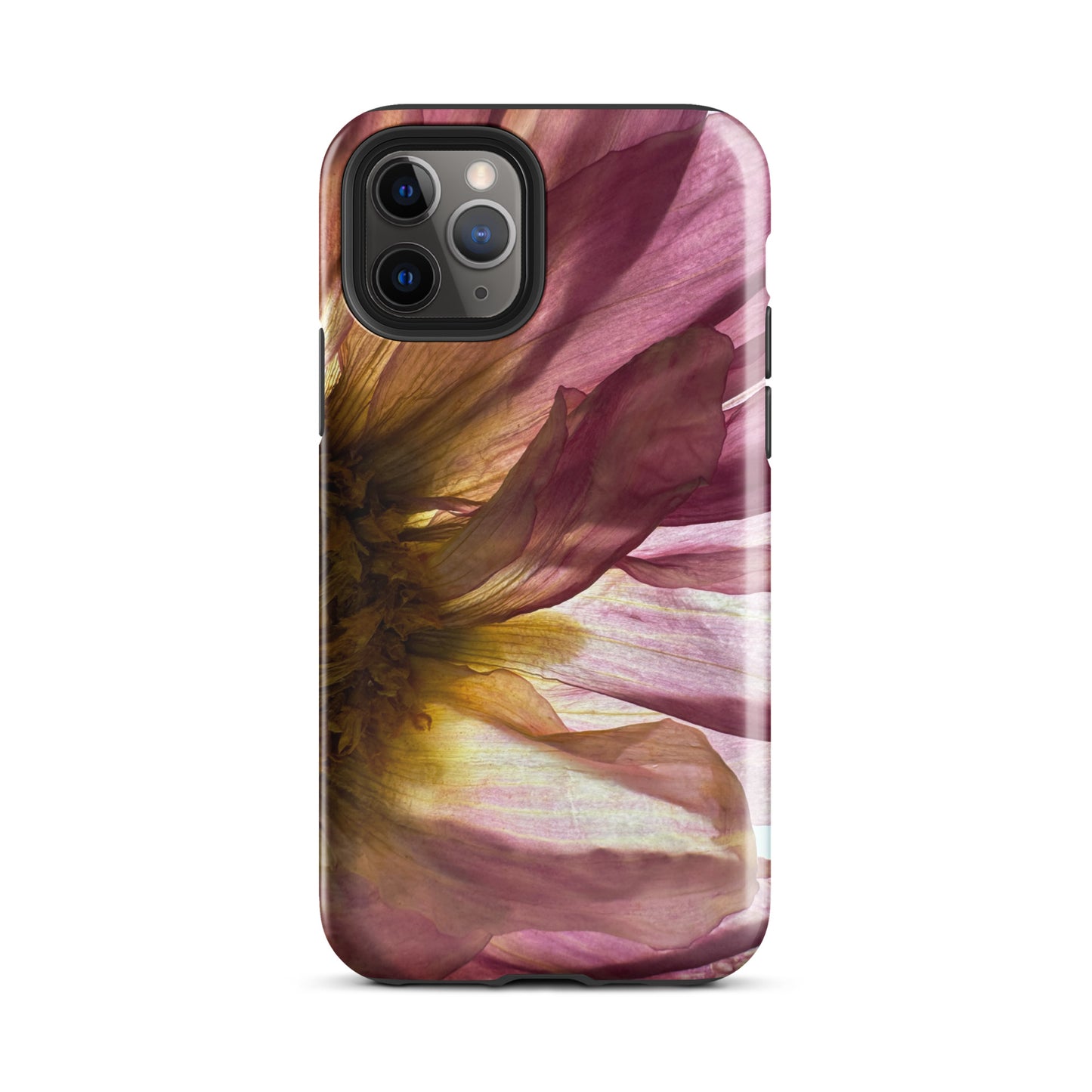 Pressed flower iphone 11 pro glossy case by Old Leaf Designs featuring close up botanical artwork of a pink Dahlia