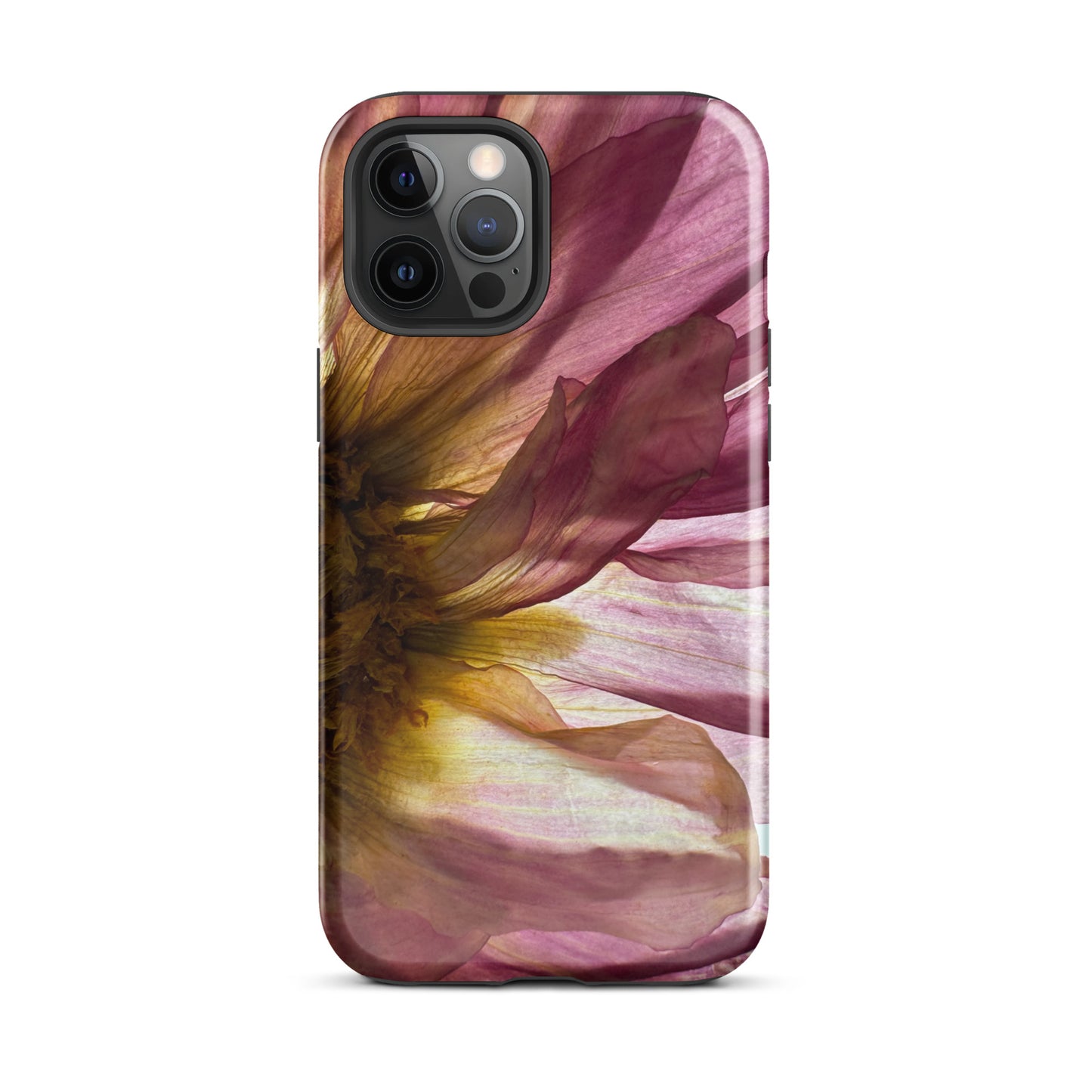 Pressed flower iphone 12 pro max glossy case by Old Leaf Designs featuring close up botanical artwork of a pink Dahlia