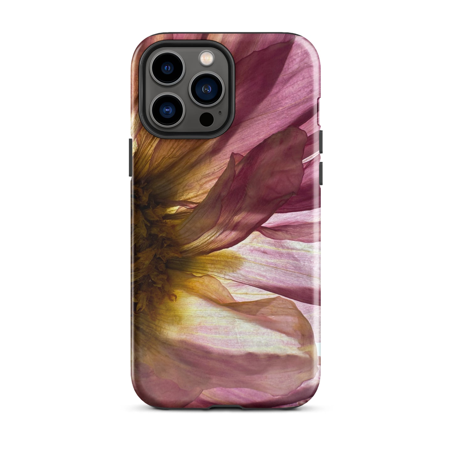 Pressed flower iphone 13 pro max glossy case by Old Leaf Designs featuring close up botanical artwork of a pink Dahlia