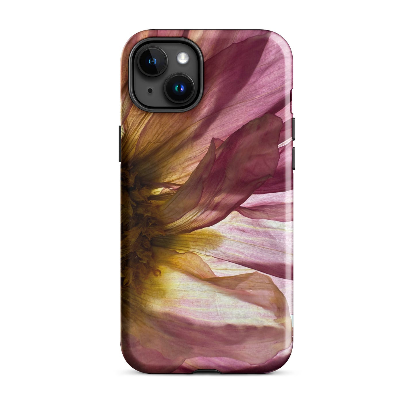 Pressed flower iphone 15 plus glossy case by Old Leaf Designs featuring close up botanical artwork of a pink Dahlia